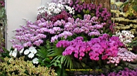 DSC00216.JPG