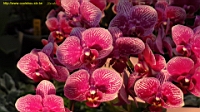 DSC00220.JPG