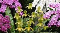 DSC00226.JPG