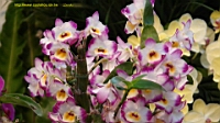 DSC00230.JPG