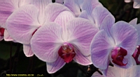 DSC00232.JPG