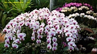 DSC00233.JPG