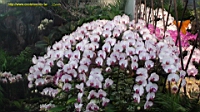 DSC00234.JPG
