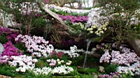 DSC00236.JPG