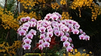 DSC00239.JPG
