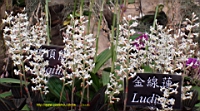 DSC00241.JPG