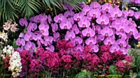 DSC00244.JPG