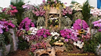 DSC00245.JPG