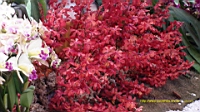 DSC00249.JPG