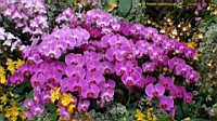 DSC00252.JPG