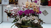 DSC00255.JPG
