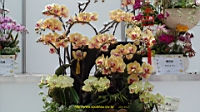 DSC00257.JPG