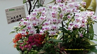 DSC00258.JPG