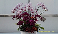 DSC00259.JPG