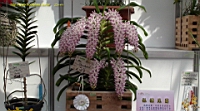 DSC00261.JPG