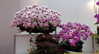 DSC00264.JPG