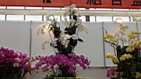 DSC00266.JPG
