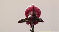 DSC00271.JPG