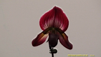 DSC00272.JPG