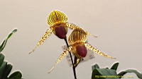 DSC00273.JPG