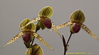 DSC00275.JPG