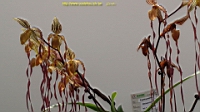 DSC00276.JPG