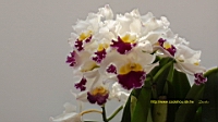 DSC00288.JPG