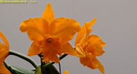 DSC00290.JPG