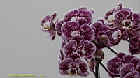 DSC00293.JPG