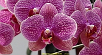 DSC00295.JPG