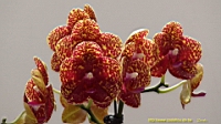 DSC00297.JPG