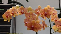 DSC00298.JPG