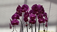 DSC00300.JPG
