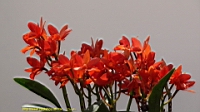 DSC00302.JPG