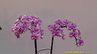 DSC00304.JPG