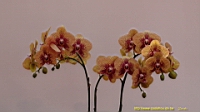 DSC00305.JPG