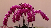 DSC00306.JPG