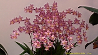 DSC00307.JPG