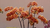 DSC00308.JPG