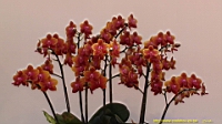 DSC00310.JPG