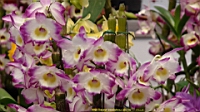 DSC00325.JPG