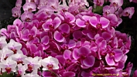DSC00327.JPG