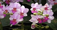 DSC00330.JPG