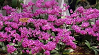 DSC00333.JPG