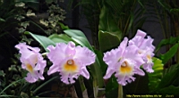 DSC00339.JPG
