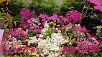 DSC00342.JPG
