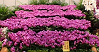 DSC00343.JPG