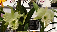 DSC00350.JPG