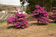 IMG_2411.JPG