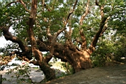 IMG_2603.JPG